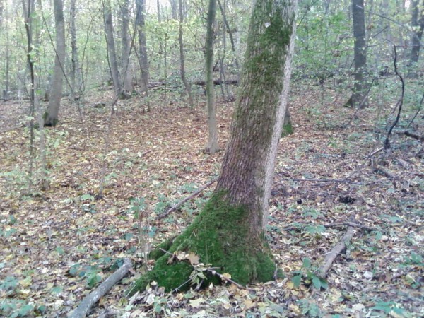 SP_A0501.jpg
