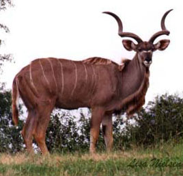 an_kudu.jpg