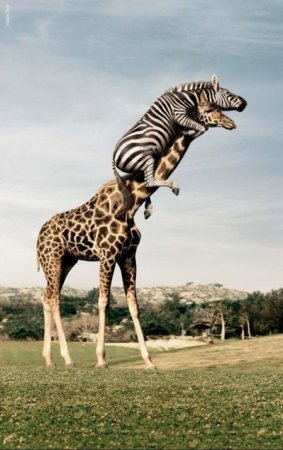 1186565485_zebra_i_jiraf.jpg