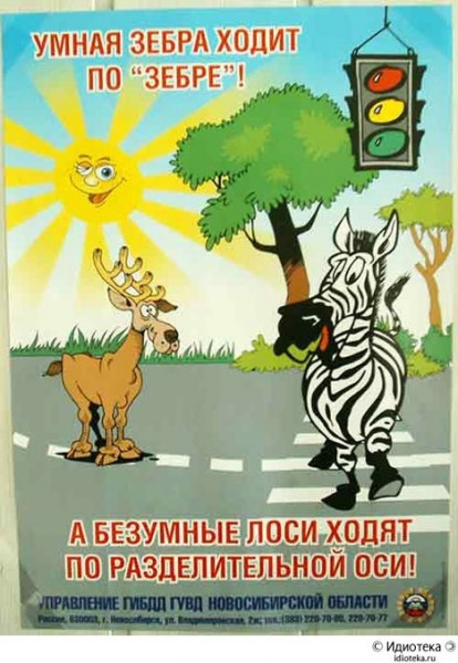 zebra.jpg