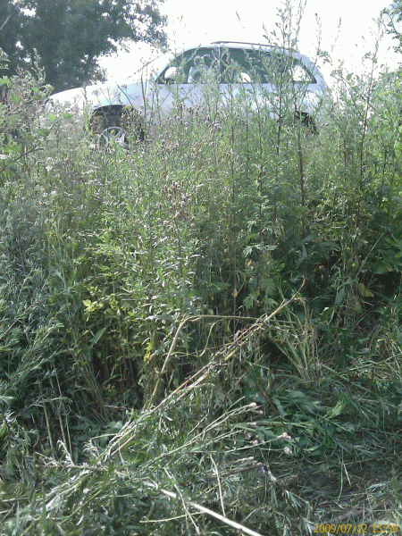 IMAGE_068_2.gif