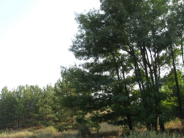 лес 250910 007.jpg