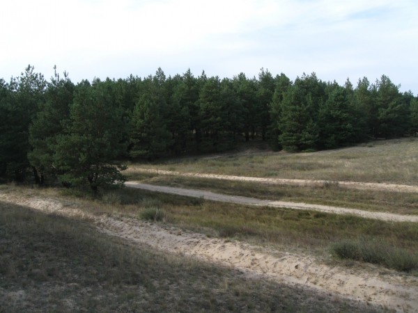 лес 250910 009.jpg
