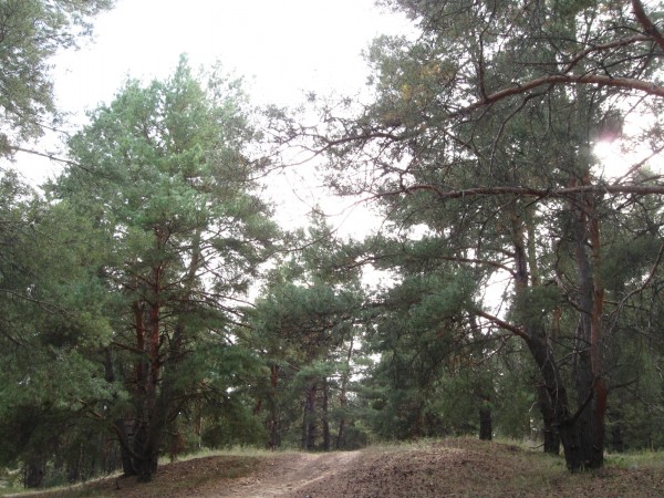 лес 250910 013.jpg