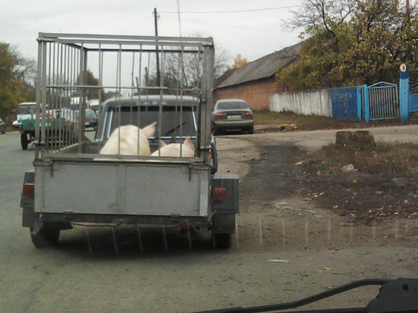 свині.jpg