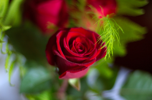 rosa.jpg