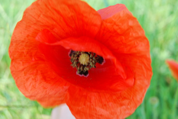 DSC_0686.jpg